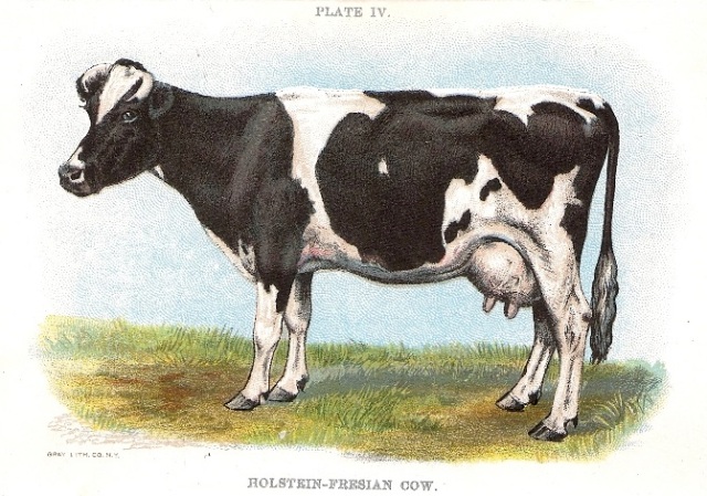Holstein1898PrintUAC8